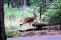 mule deer in yosemite